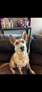 Photo of Willow