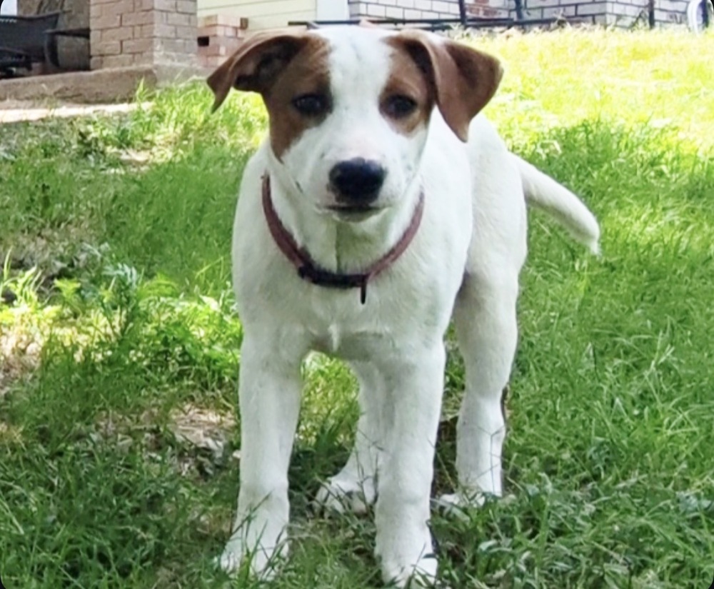 Nevada Pups: Angie