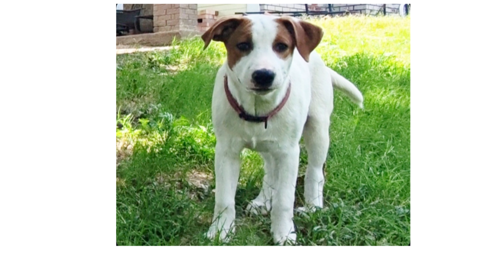 Nevada Pups: Angie