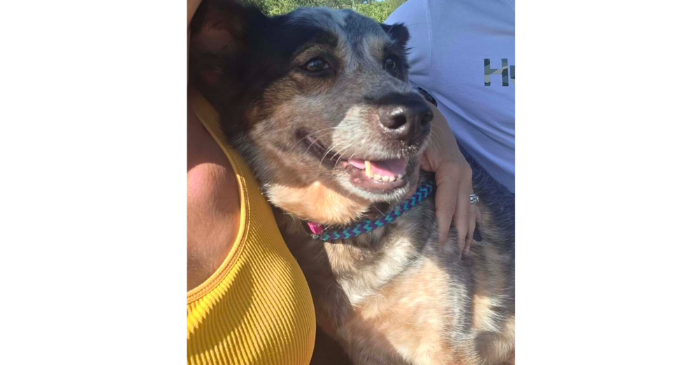 Gracie (Heeler)