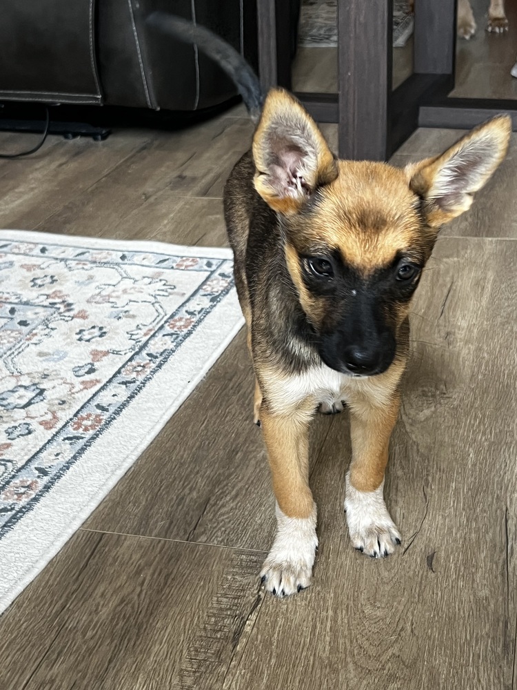Photo of Kenji, adoptable Cattle Dog in Dana Point, California