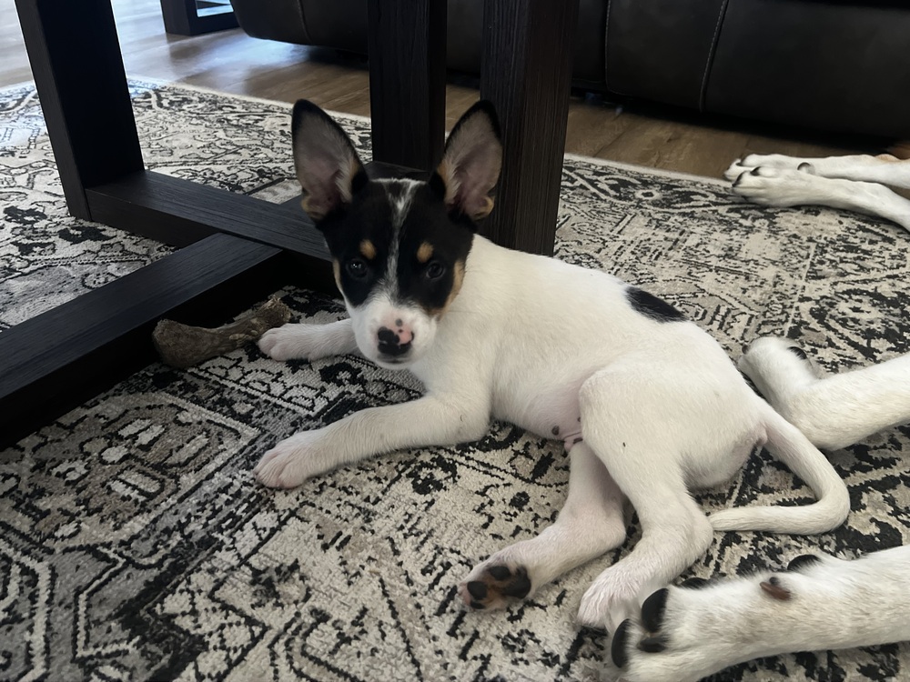 Photo of Kato, adoptable Cattle Dog in Dana Point, California