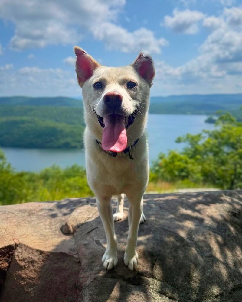 Dorori, Jindo