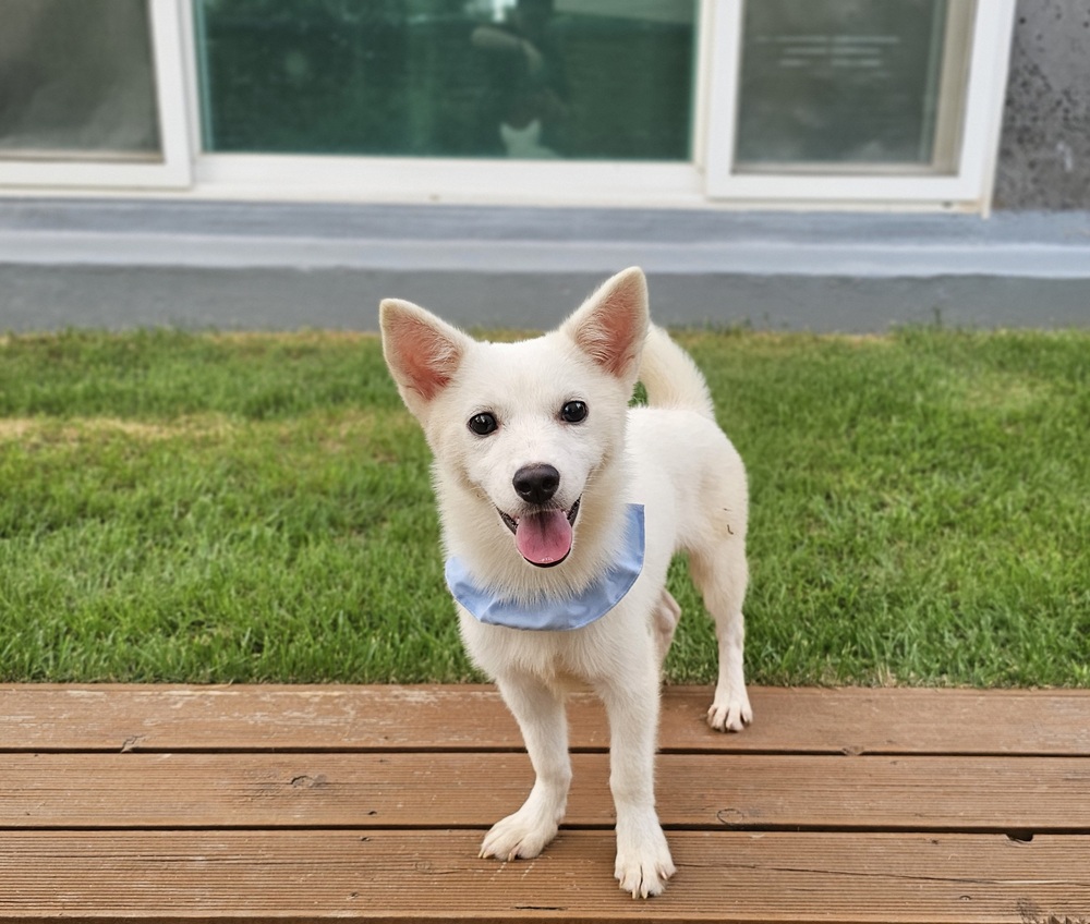 https://s3.us-east-1.amazonaws.com/petstablished-app-beta/uploads/image/image/6089387/KakaoTalk_20260801_053922000_08.jpg