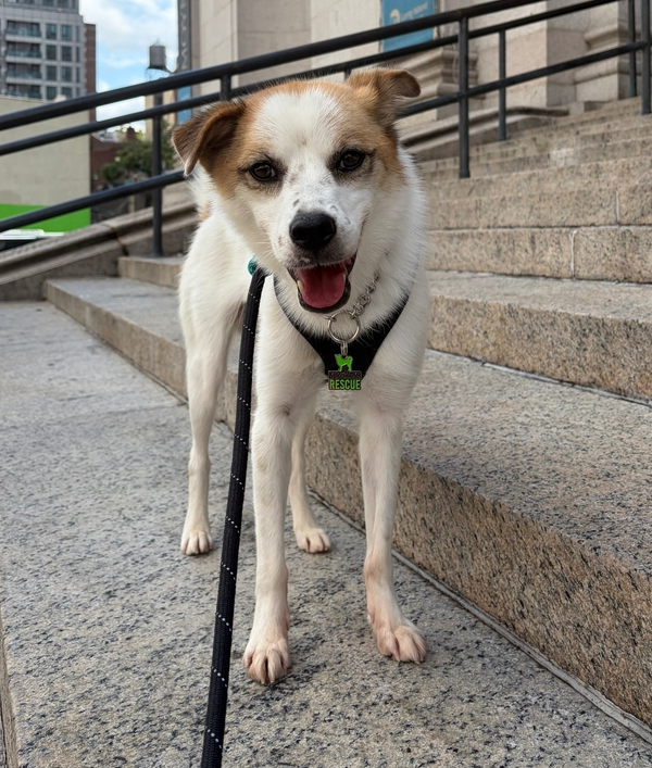 Oscar, Jindo