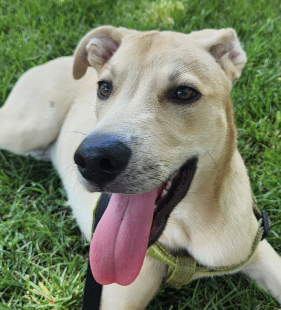Photo of Robinson, adoptable Husky in Brooklyn, New York