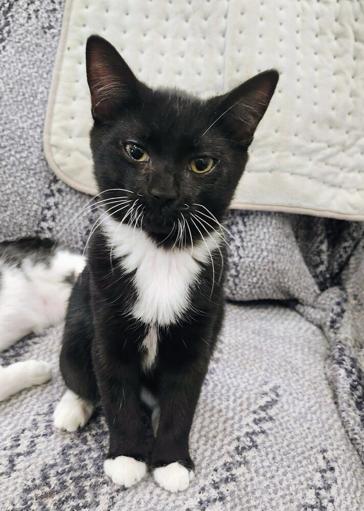 7830 Oswald