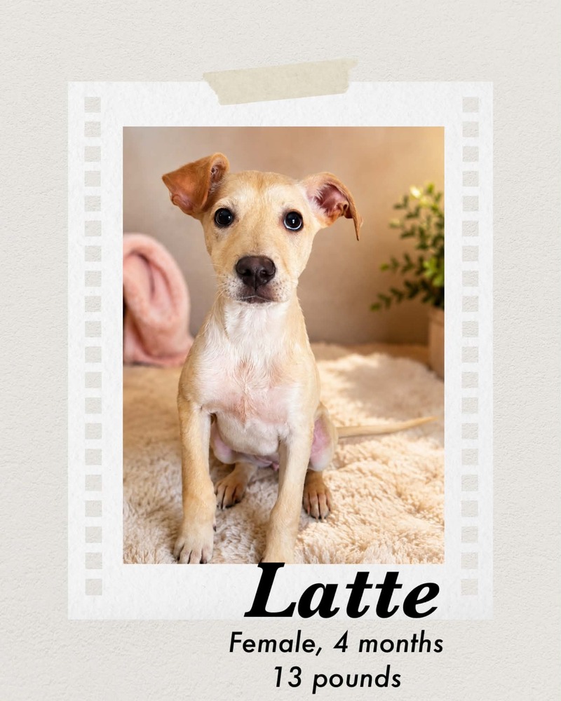 Photo of Latte