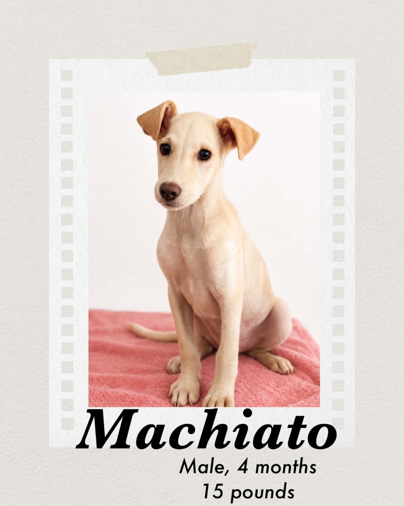 Photo of Machiato