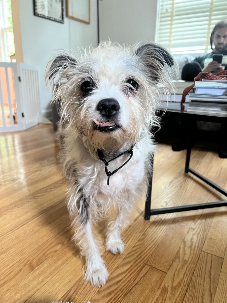 Ringo