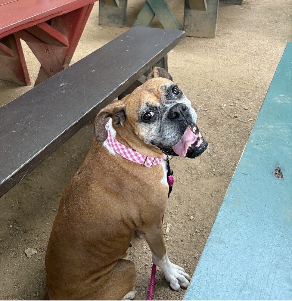 Photo of Dolly, adoptable Boxer in Austin, Texas