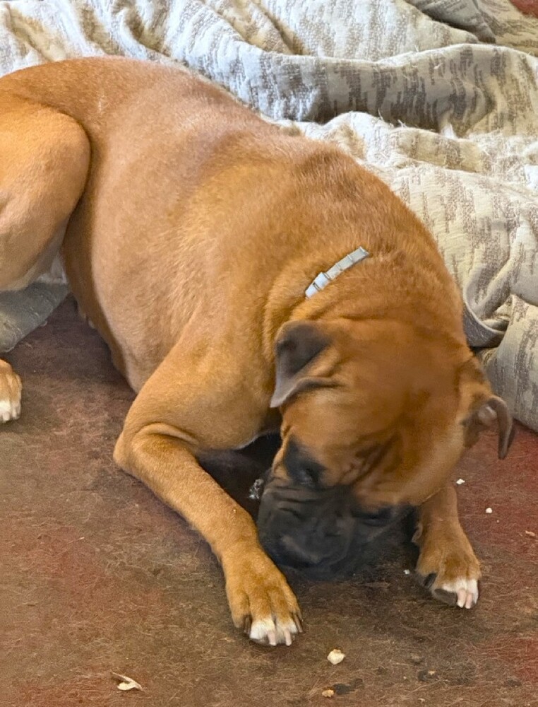 Photo of Roxanne II, adoptable Boxer in Austin, Texas
