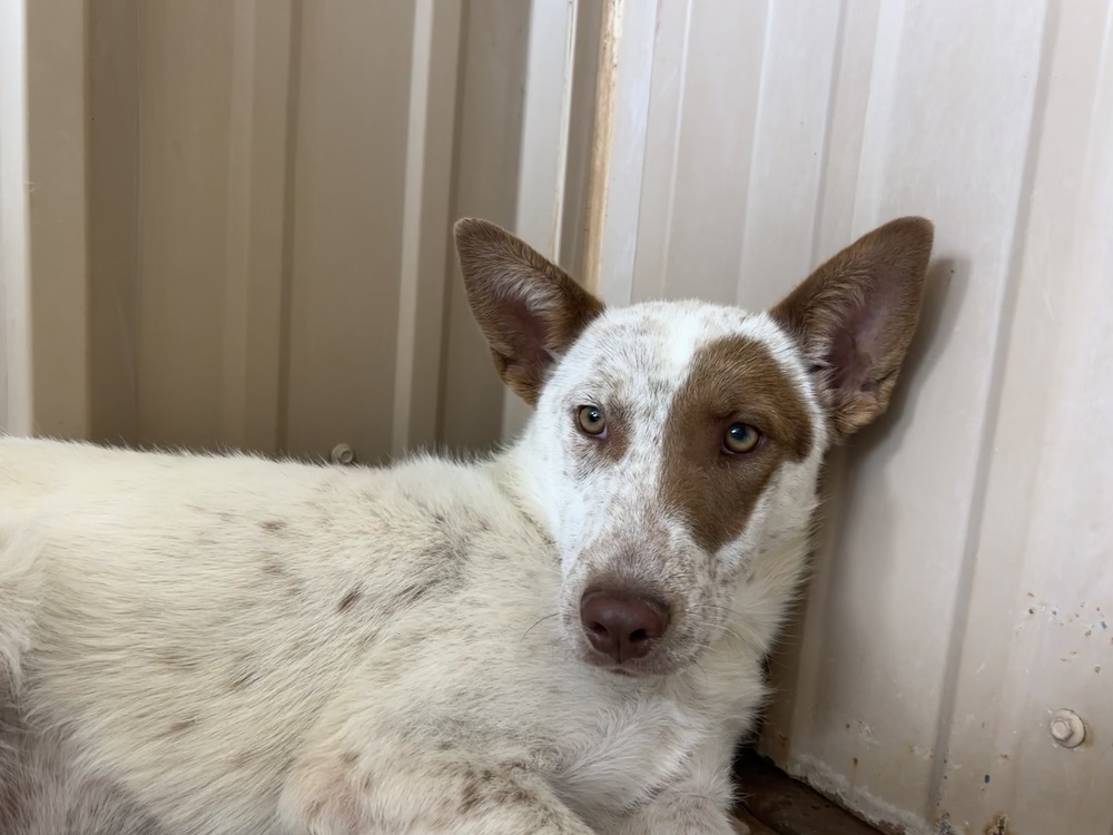 Photo of Phyllis, adoptable Australian Cattle Dog in Mountainair, New Mexico