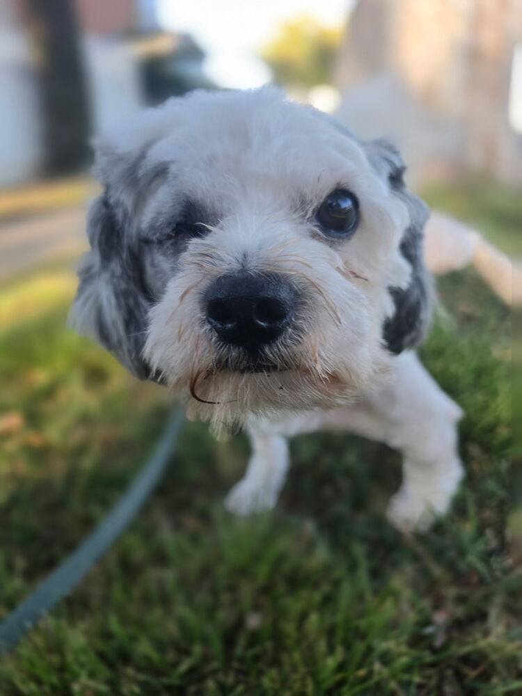 Barry, Lhasa Apso