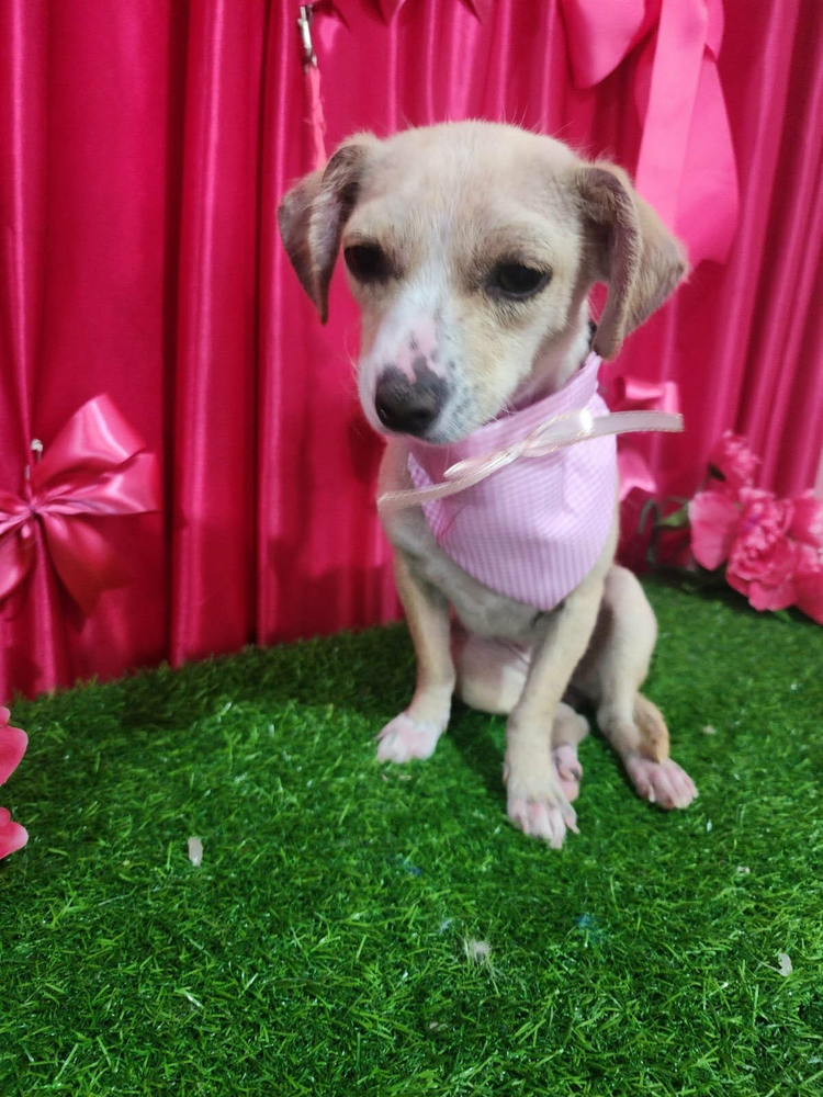 Angie, Chihuahua Mix