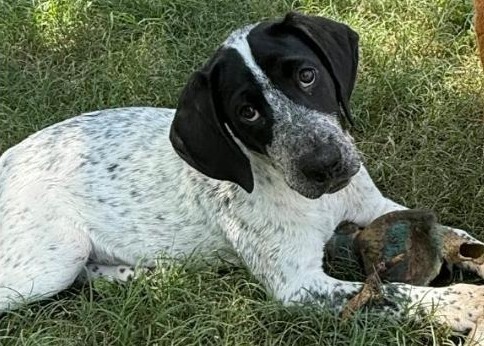 Dottie Rae