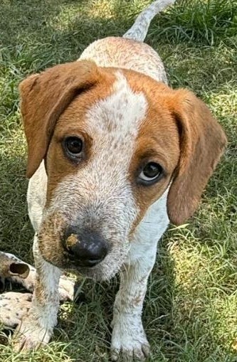 Maple Jo