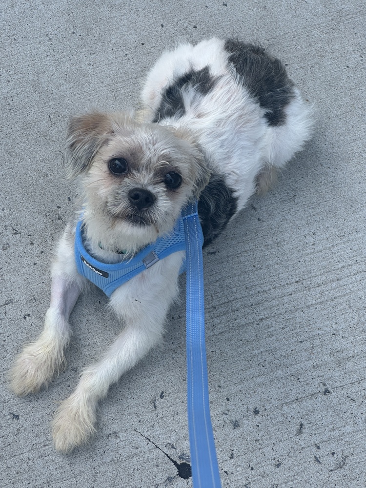 Grayson, Shih Tzu / Mixed Breed