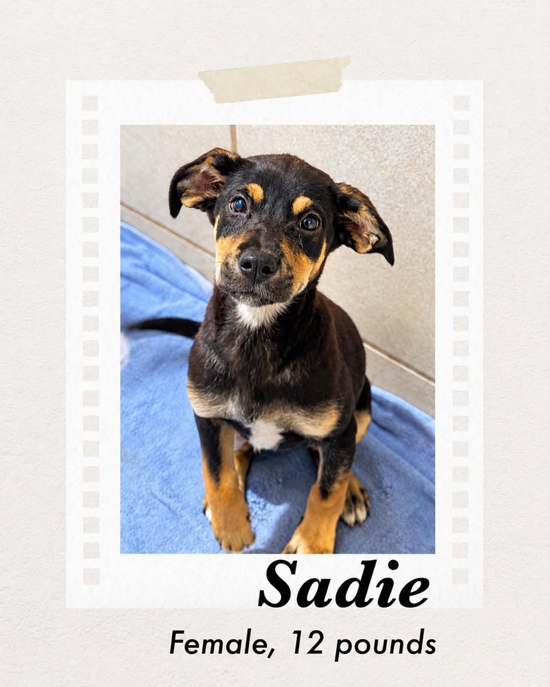 Photo of Sadie