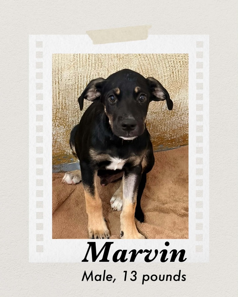 Photo of Marvin