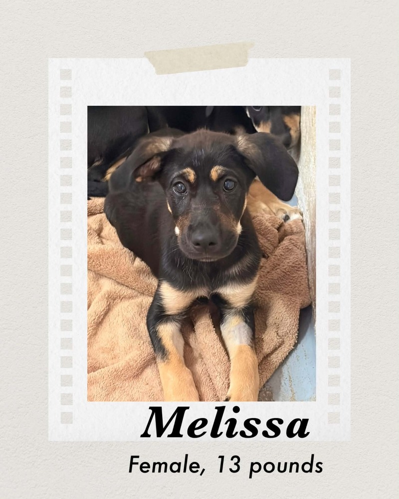 Photo of Melissa