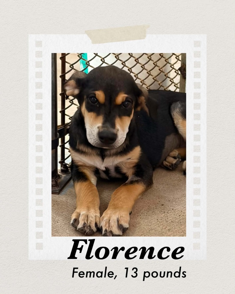 Photo of Florence