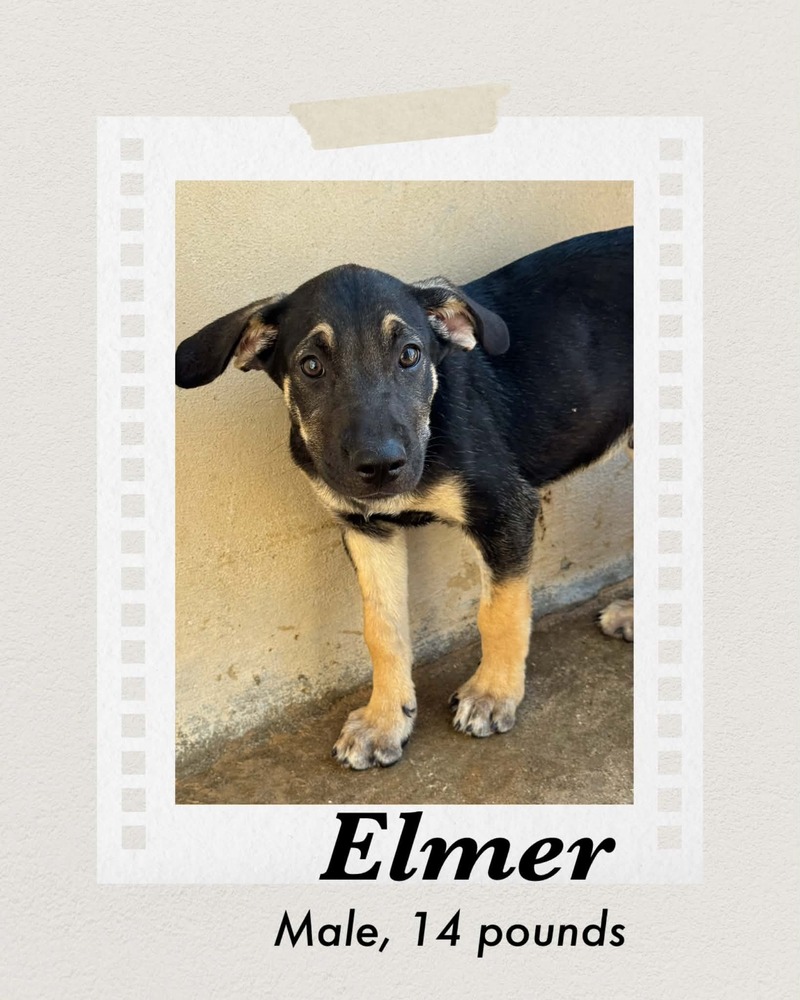 Photo of Elmer