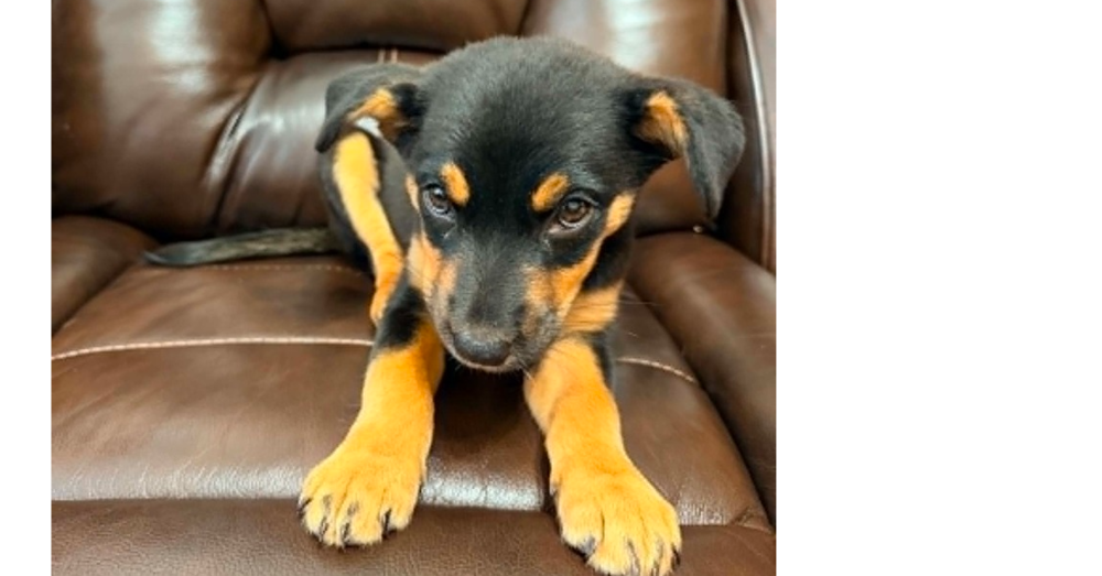Browny's Station: Pepper