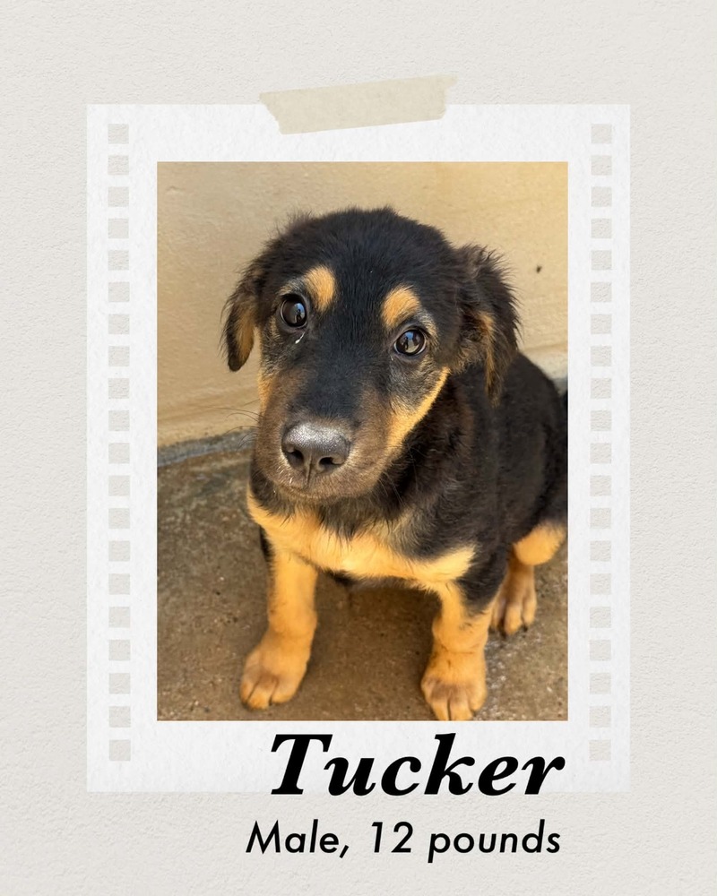 Tucker