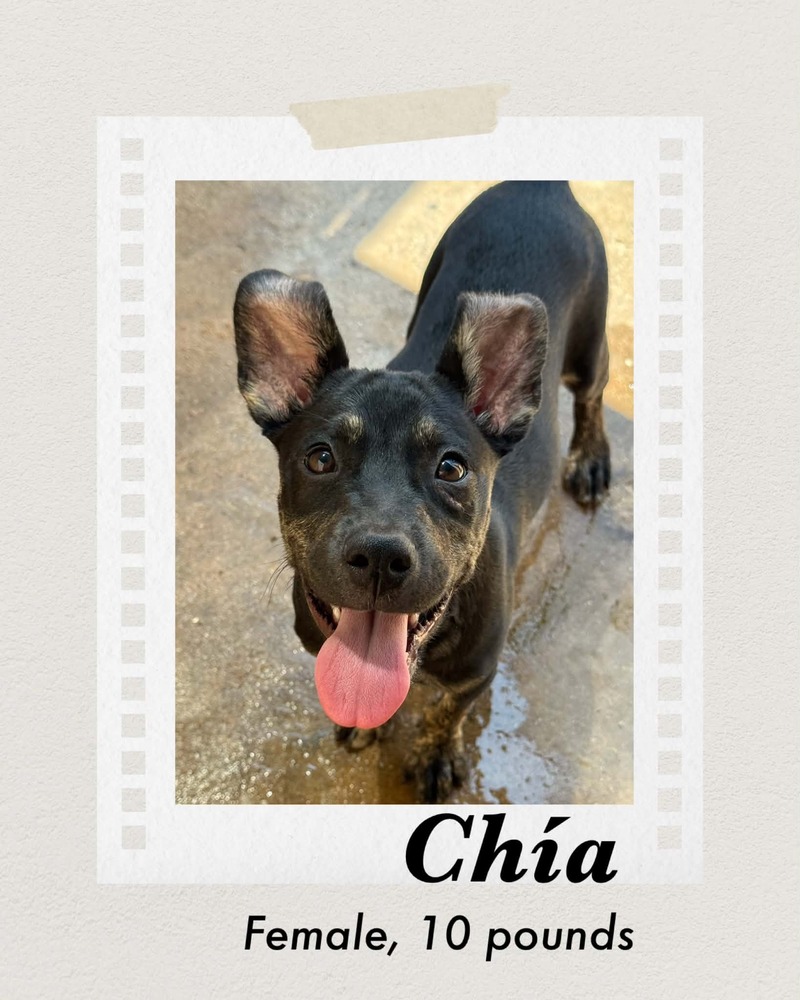 Photo of Chia