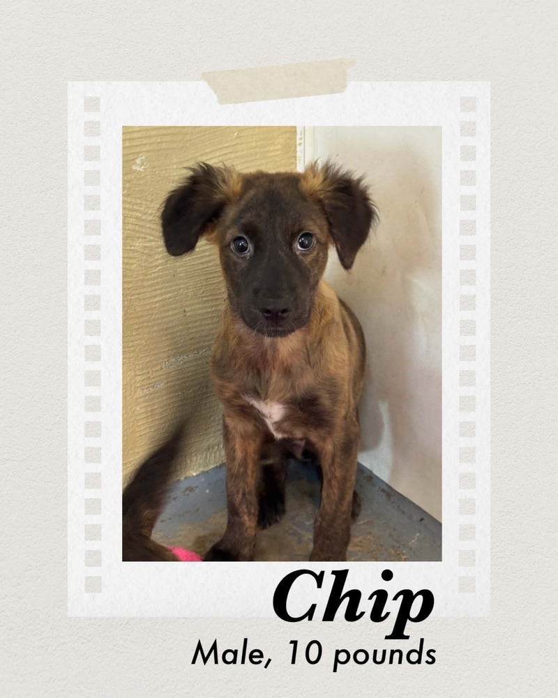 Photo of Chip
