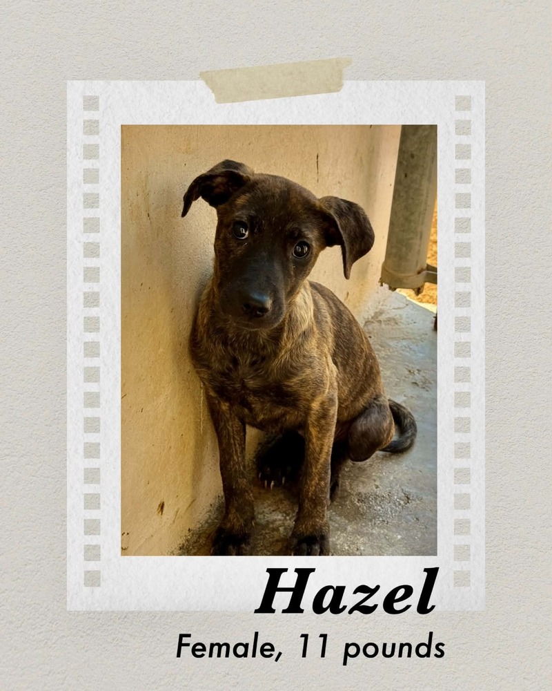 Hazel
