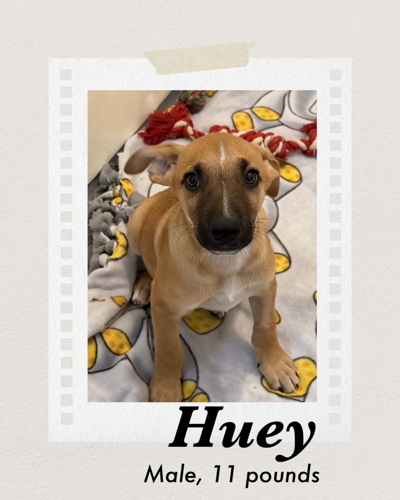 Photo of Huey