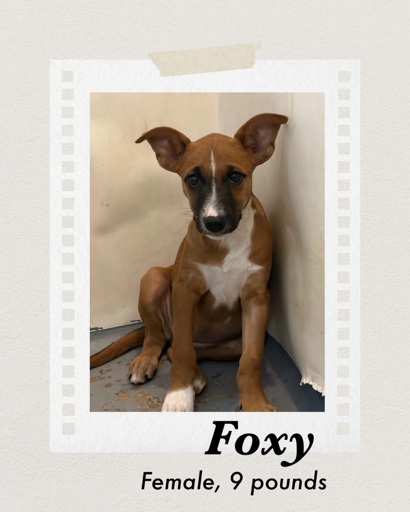 Photo of Foxy