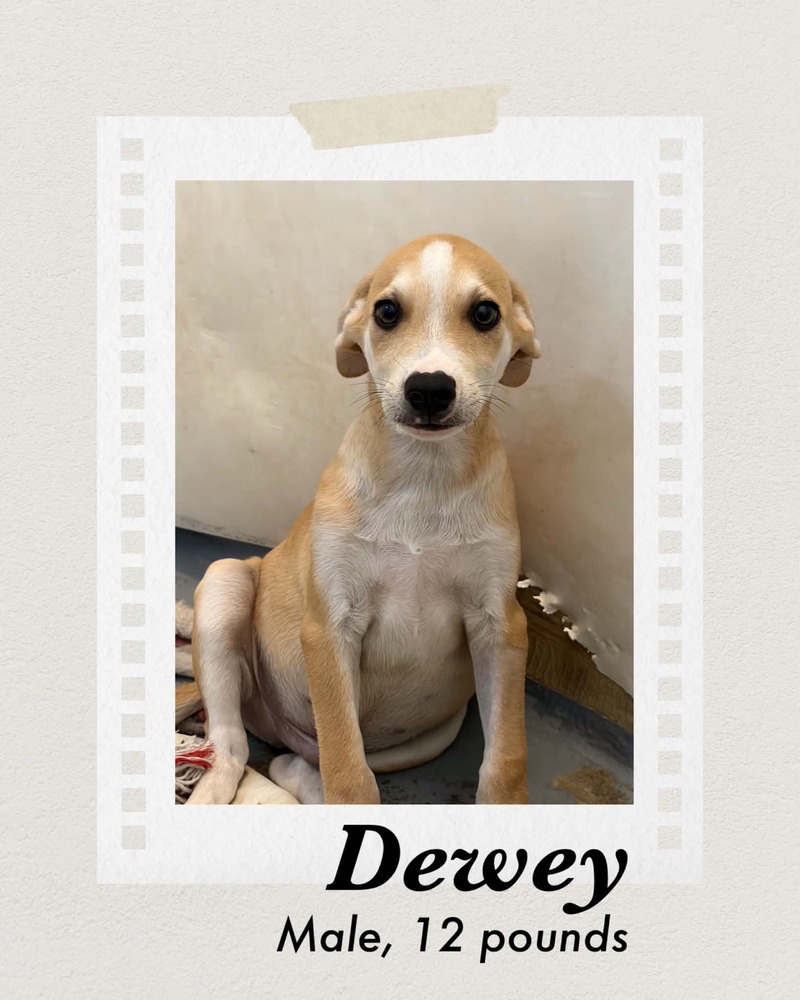 Photo of Dewey