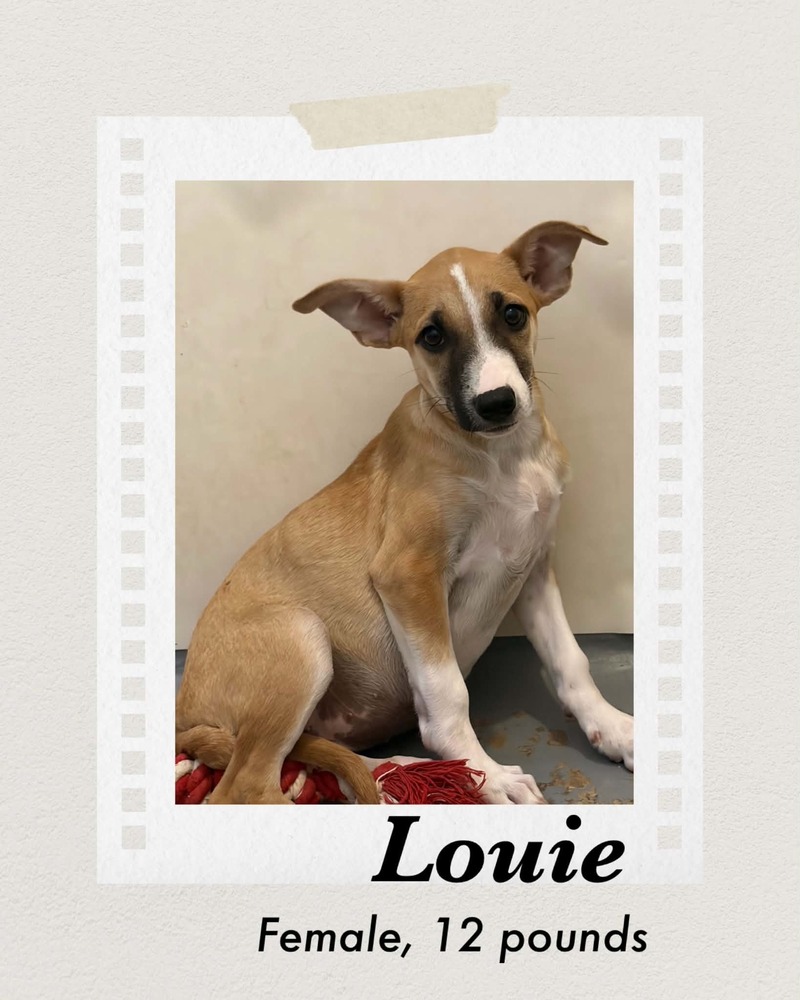 Photo of Louie