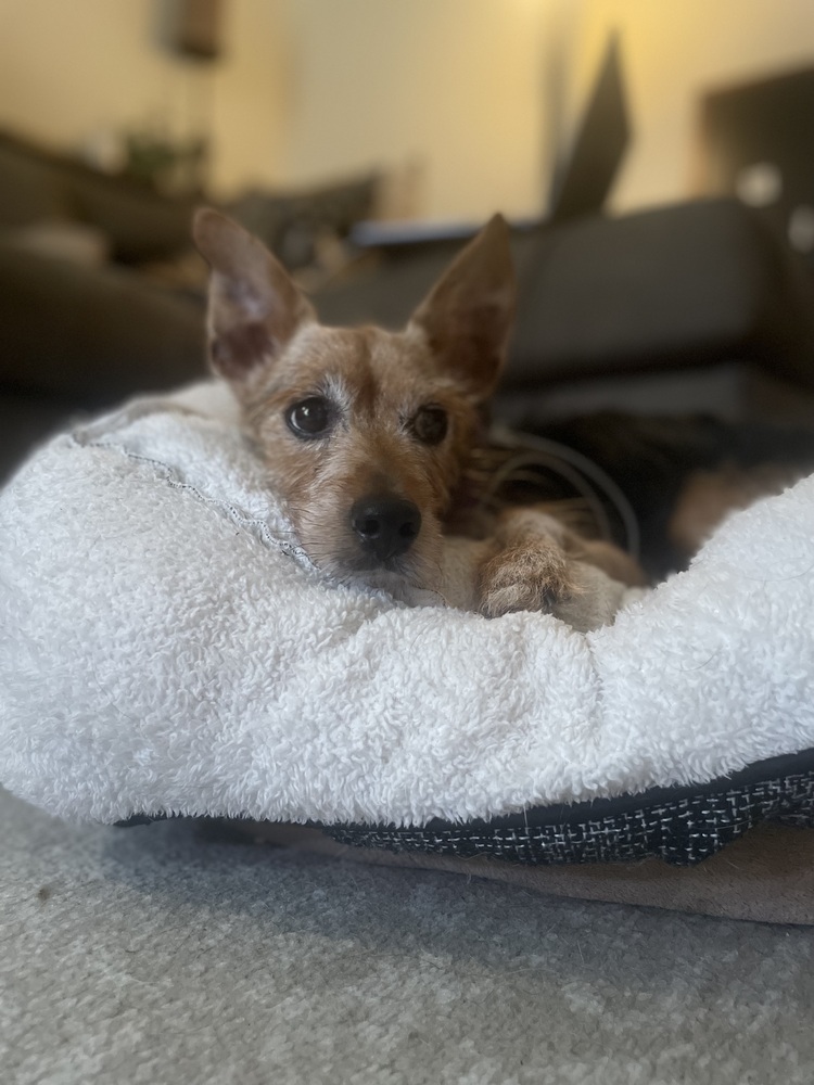 Zach, Terriers (Small) Mix