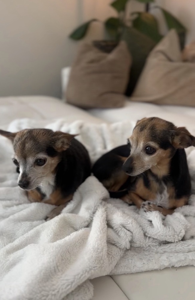 Photo of Kendall & Kylie, adoptable senior Chihuahua in Dana Point, California