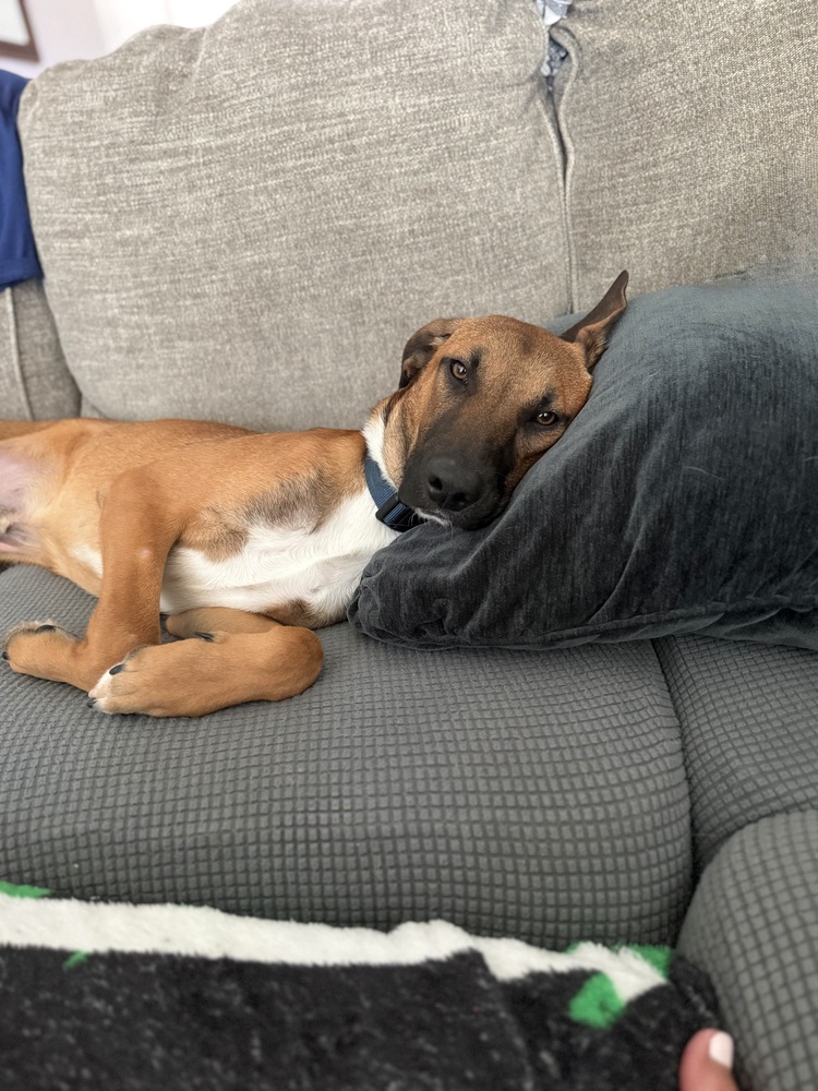Dodger