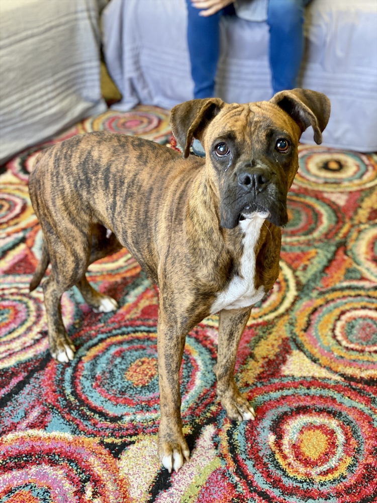 Photo of Teague, adoptable Boxer in Austin, Texas