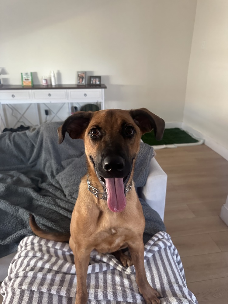 Photo of Rocky, adoptable German Shepherd Dog in Dana Point, California
