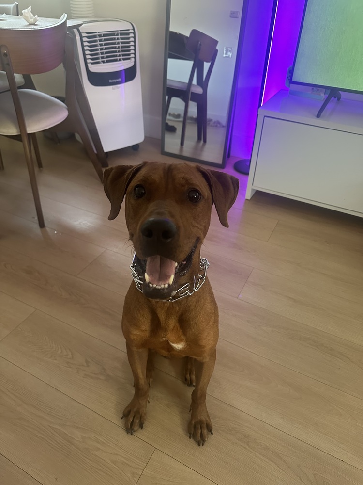 Photo of Mack, adoptable Vizsla in Dana Point, California
