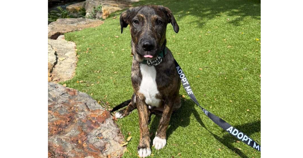 Nevada Pups: Mickie