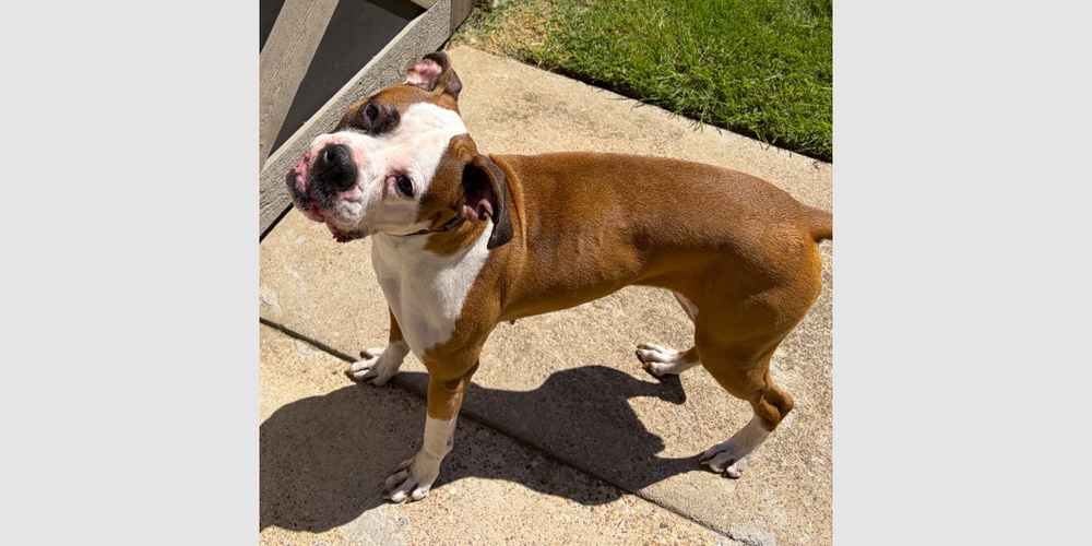 Photo of Roxy VII, adoptable senior Boxer in Austin, Texas