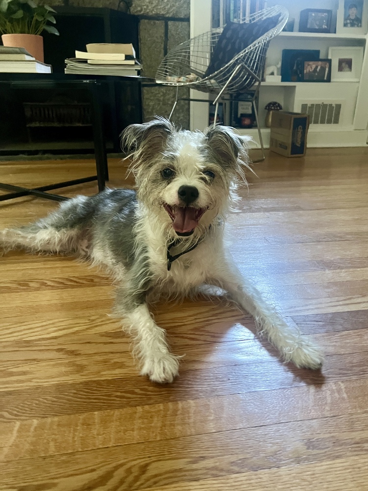 Ringo