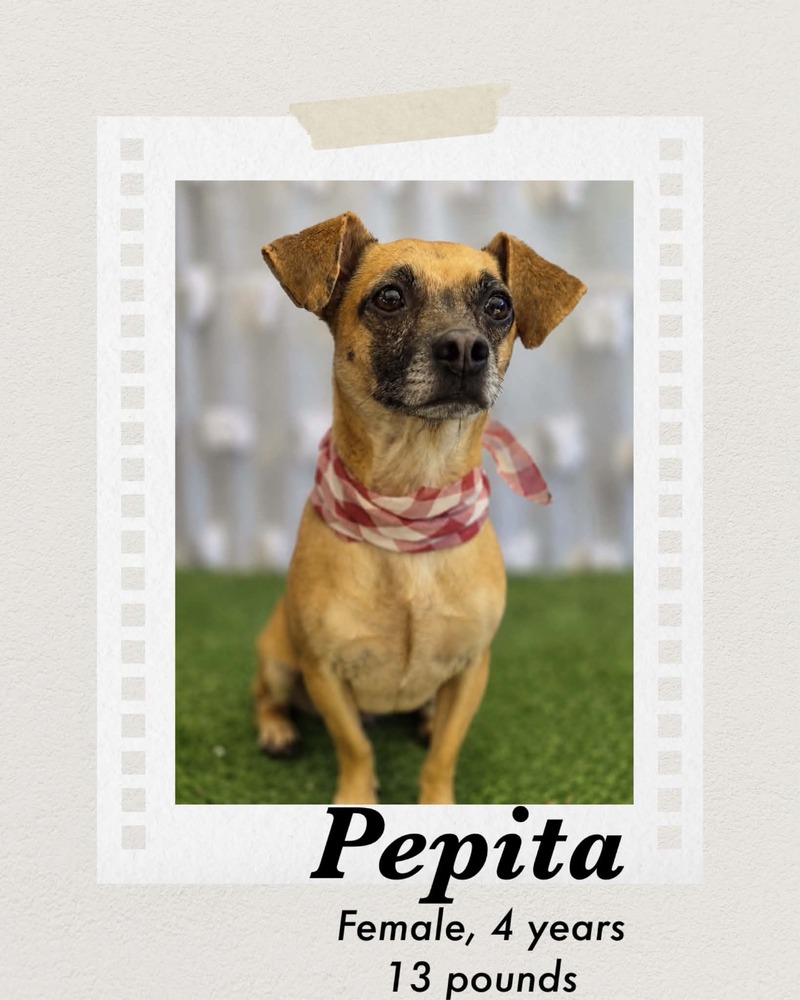 Photo of Pepita