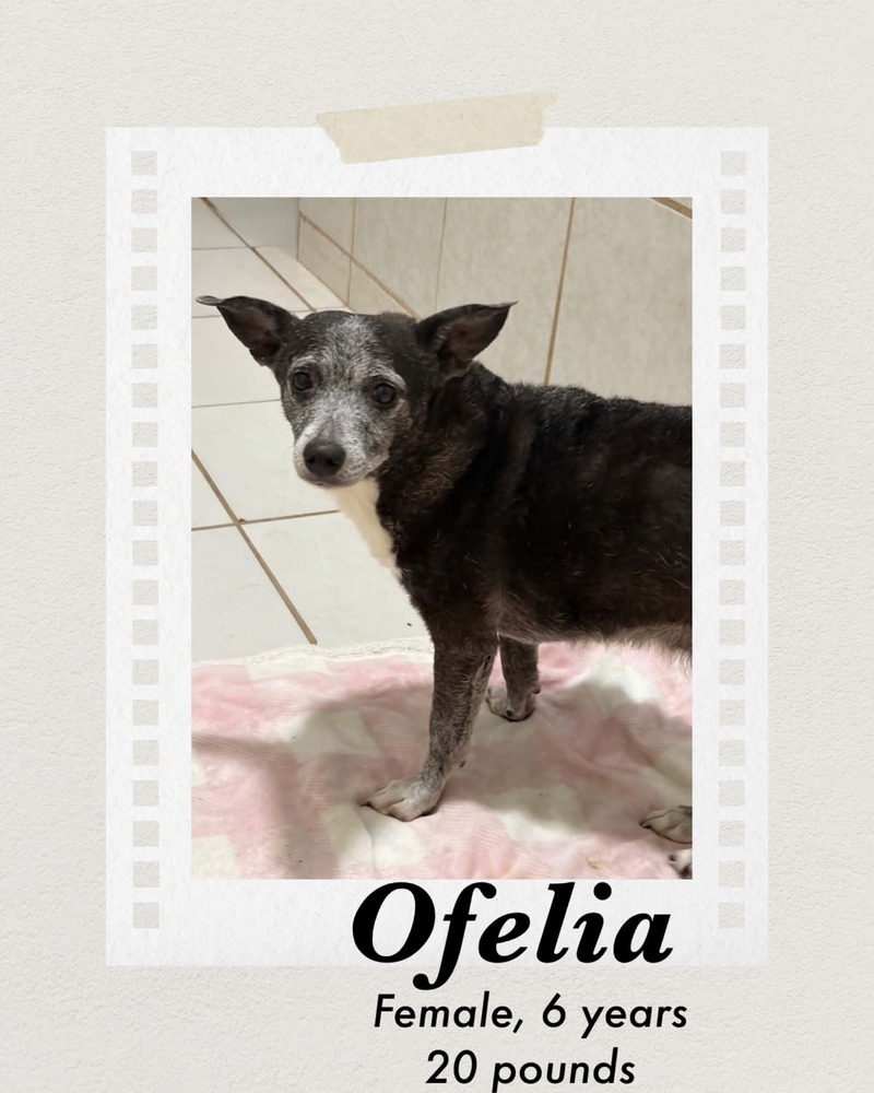 Photo of Ofelia