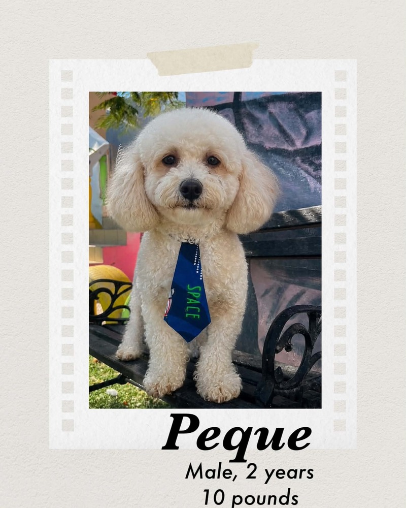 Photo of Peque