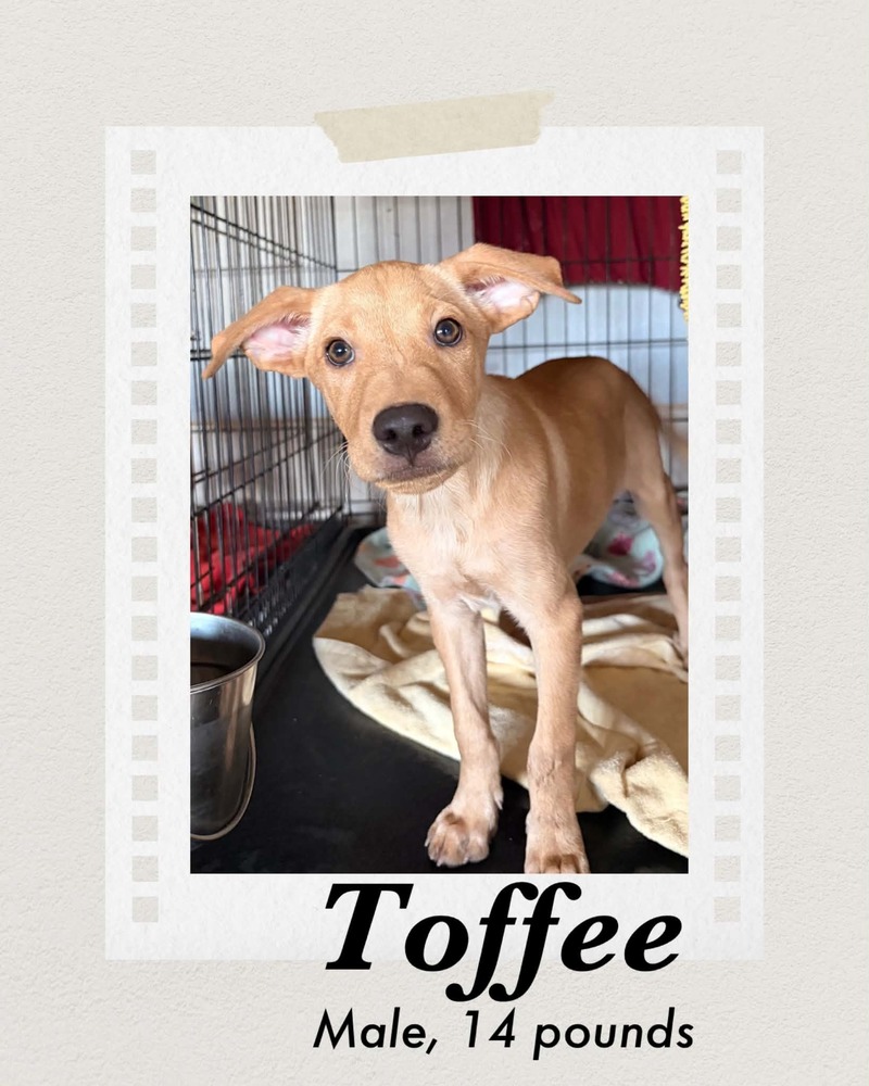 Toffee