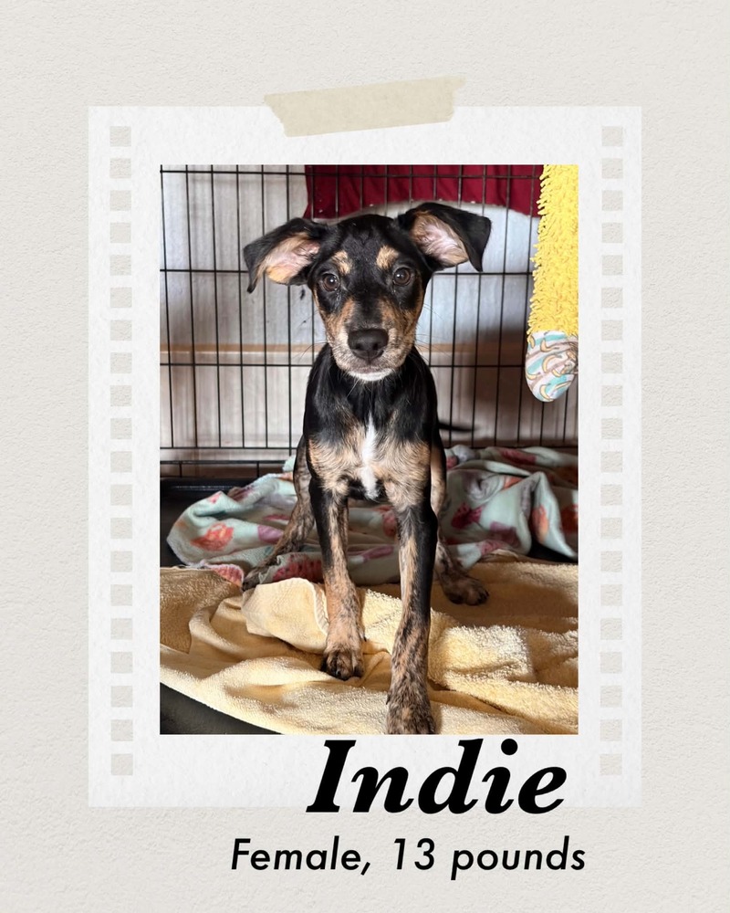 Photo of Indie